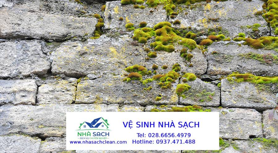 Cách Xử Lý Rêu Mốc, Vết Bẩn Lâu Năm Trên Mái Tôn, Tường Ngoài Trời