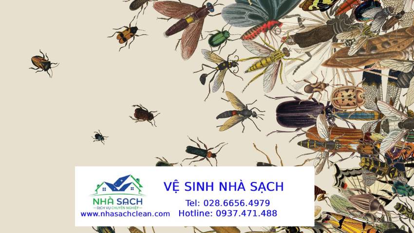 Diệt côn trùng